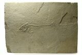 Unprepared Fossil Fish (Mioplosus?) - Green River Formation #290654-1